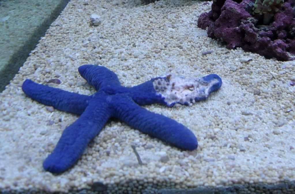 starfishdead.jpg