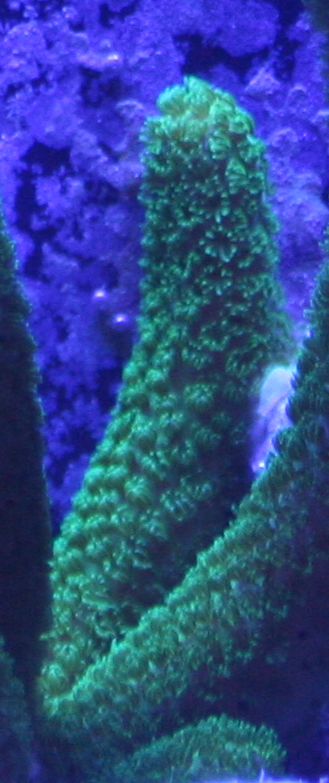 Green%20Coral%202_zpsfixqaokp.png