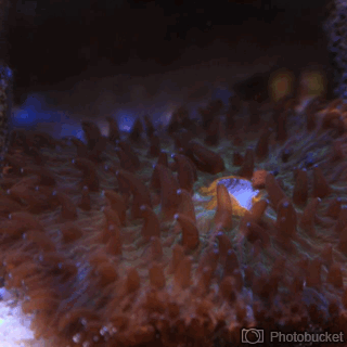 2F6060DD-0F9C-474C-A49A-F7F0A0CF1950_zpsx6qyggov.gif