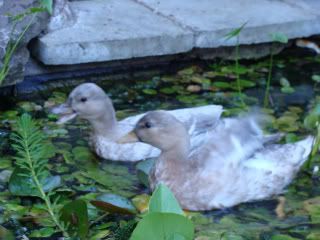 Ducks For Sale Photos
