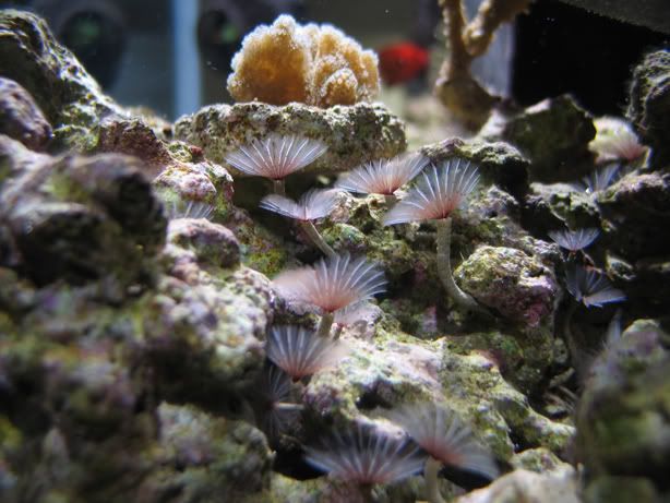 feather duster aquarium