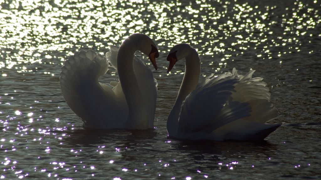 swans photo: Swans at heart Swans-at-heart.jpg
