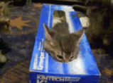 external image kittysinboxxD.gif