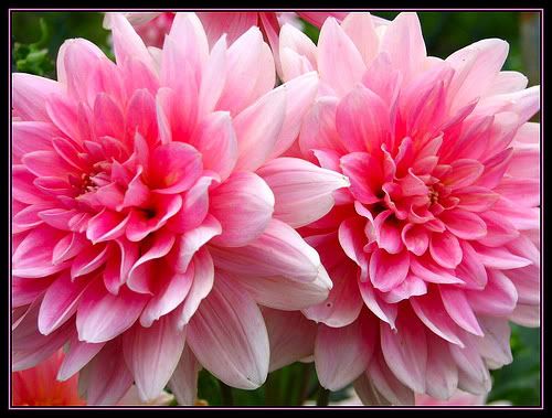 6-2.jpg Crisantemos image by LeynieElizabeth