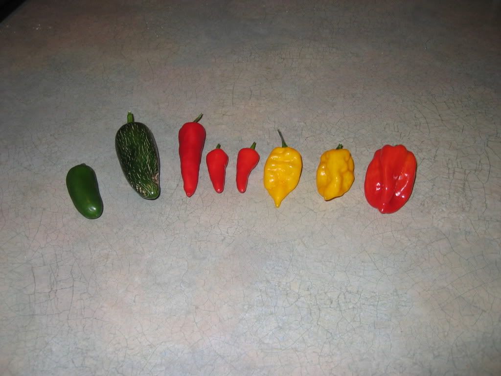 When+to+pick+thai+peppers