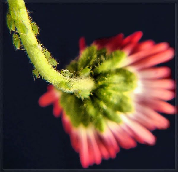 Tiny green bugs on my zucchini seedlings.