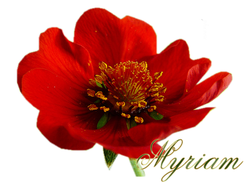 MyriamFlor.png picture by lhamya_bucket