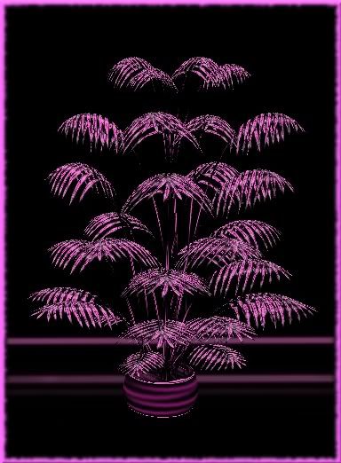 Black Pink Plant