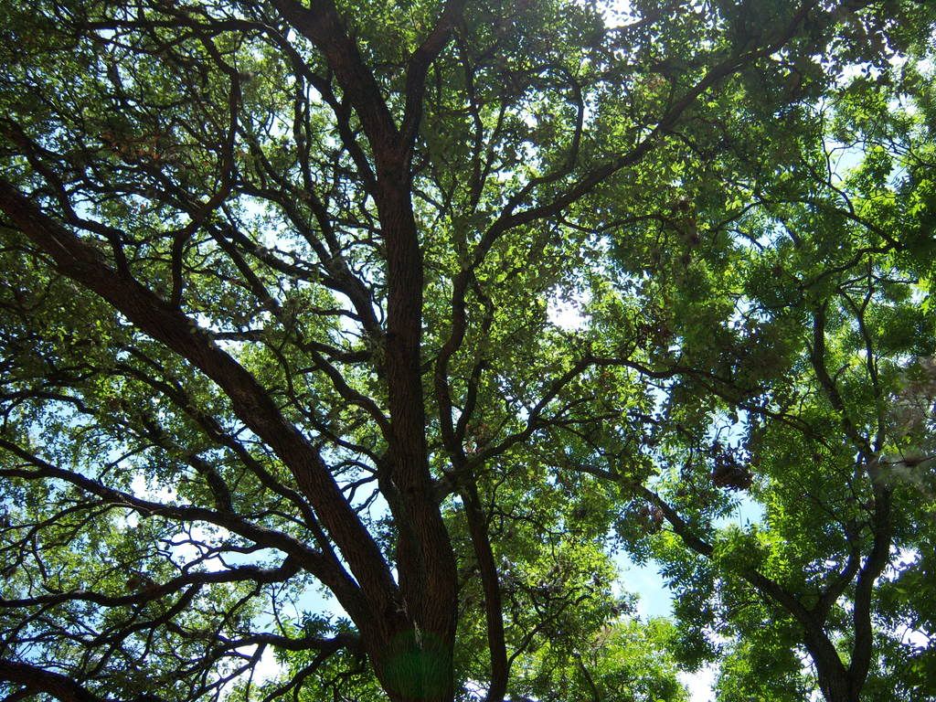 Trees in Austin Pictures, Images and Photos