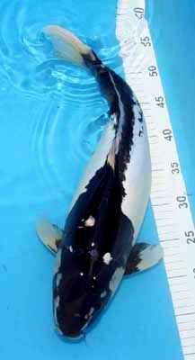 Dragon Gate Koi