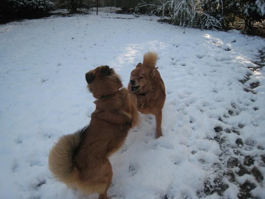 snow007.jpg