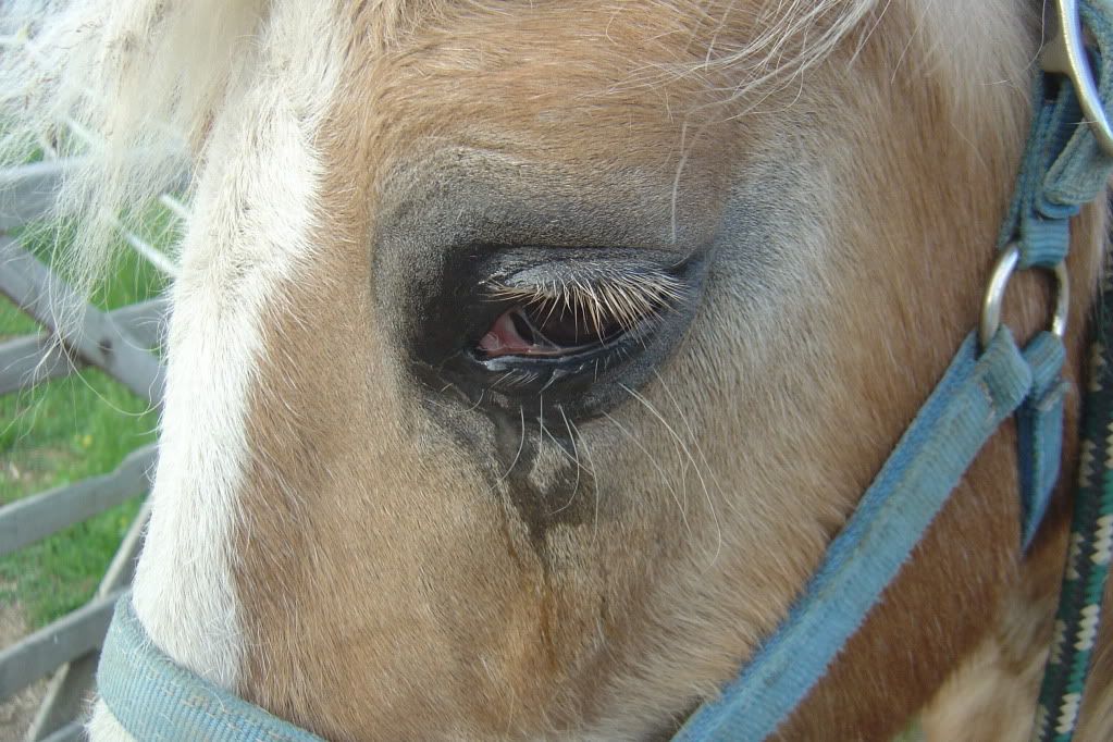 Swollen eye what to do? The Horse Forum