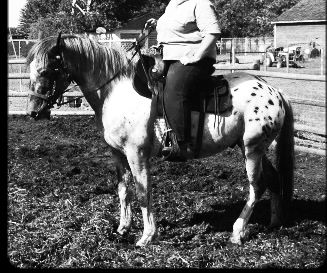 Can A 15 1 Hh 1100 Lb Quarter Horse Carry A 300 Lb Man For A