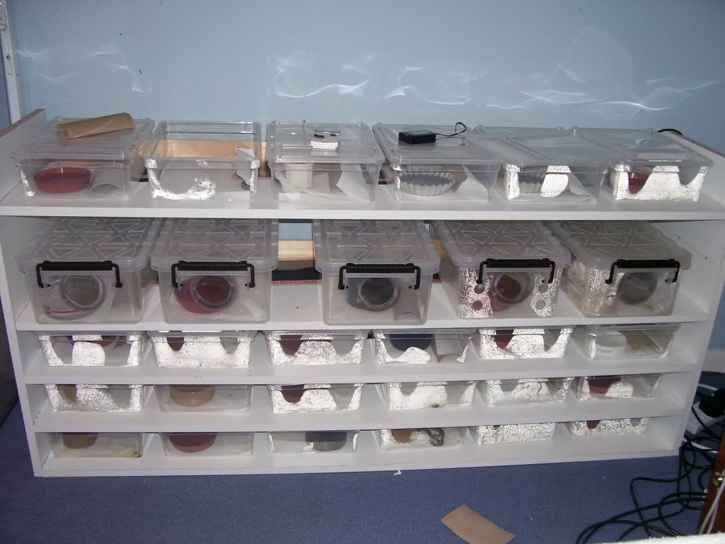 Building a hatchling rack Reptile Forums