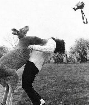 boxing-kangaroo.jpg