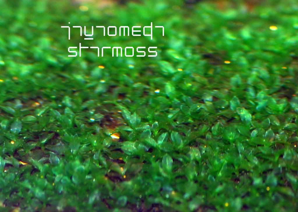 Star Moss Aquarium