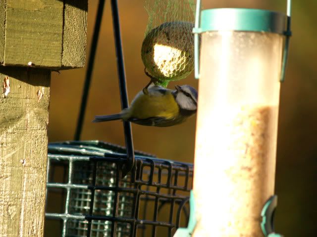 -bluetit2.jpg