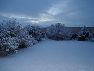 Snowy Backyard