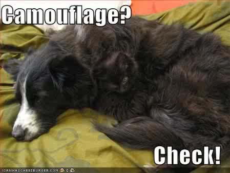 funny_pictures_cat_dog_camouflage_Funny_