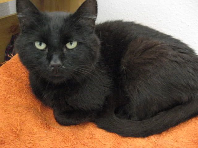 sylvester171007-006.jpg