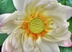 lotus