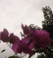 hoa giấy.hotinhtamphoto