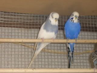 budgies1.jpg