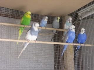 budgies9.jpg