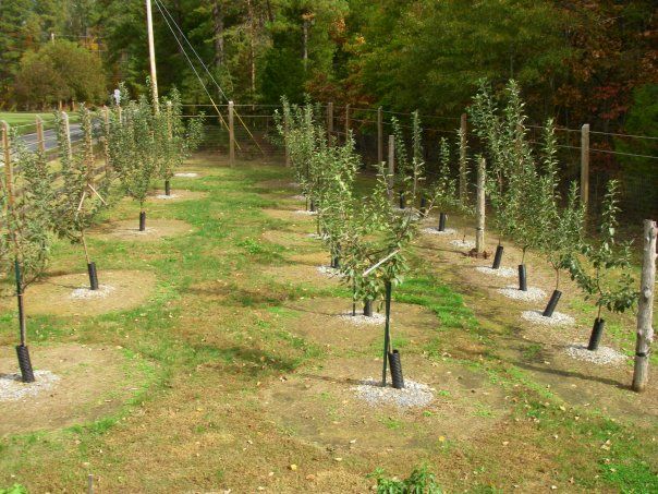  photo 16065_167190393526_4492215_n_zpscfba0f07.jpg