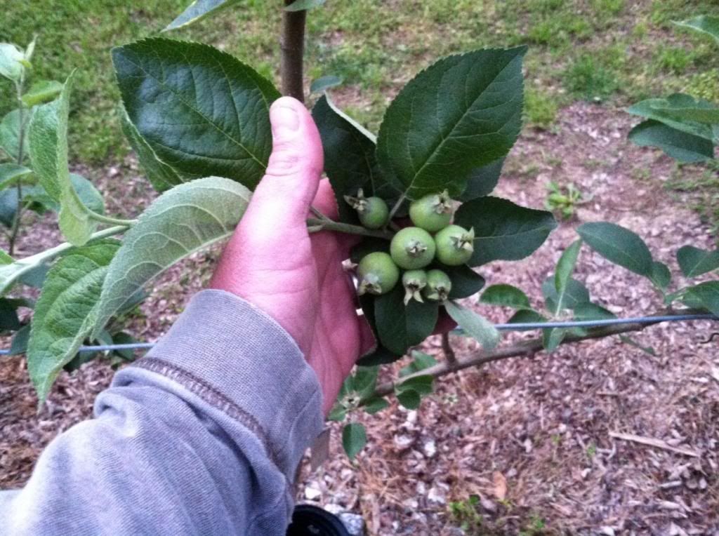 photo 7applecluster_zps74a19f51.jpg