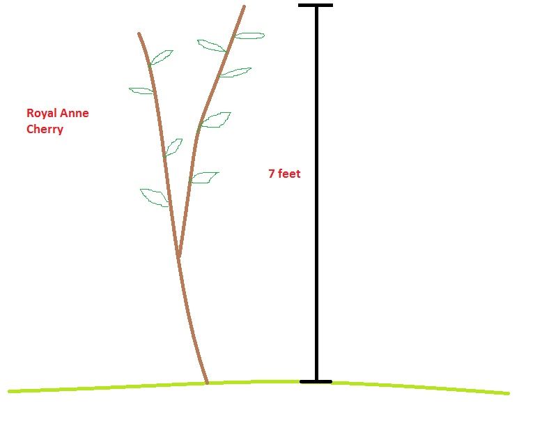 photo royalanne_zps71c83ac4.jpg