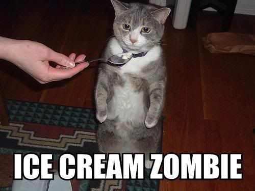 Cat Eating Ice Cream Pictures, Images and Photos