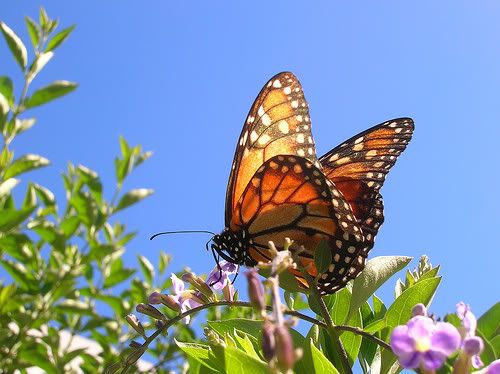 Imagen de Mariposas 21