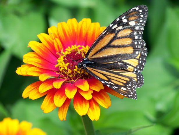 Imagen de Mariposas 22