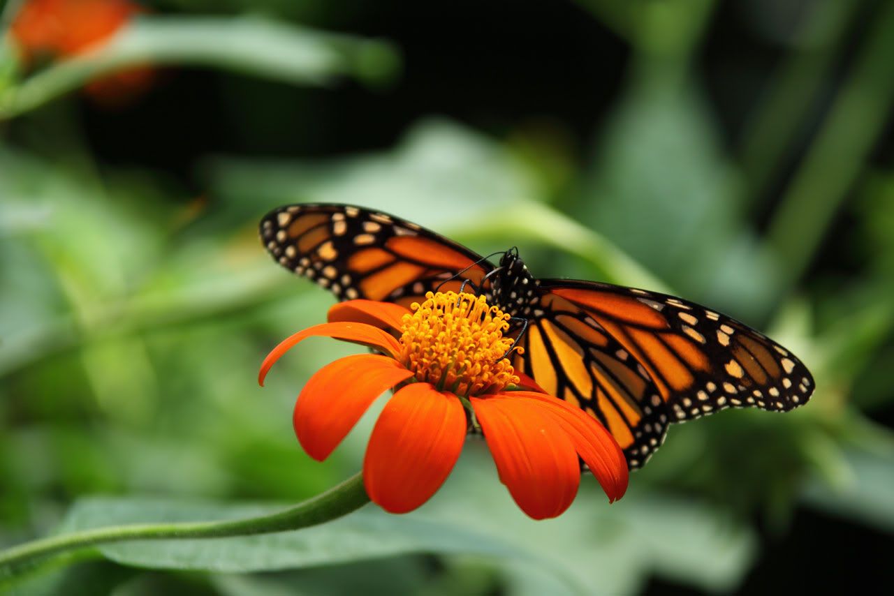 Imagen de Mariposas 24