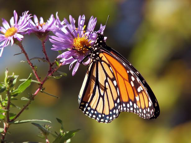 Imagen de Mariposas 25