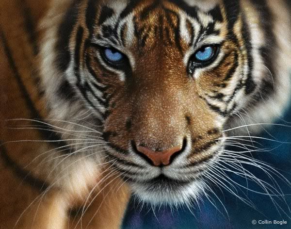 Imagen de Ojos 244