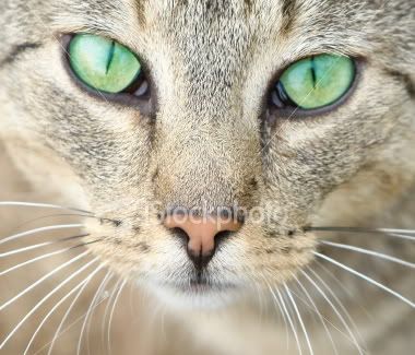 Imagen de Ojos 58