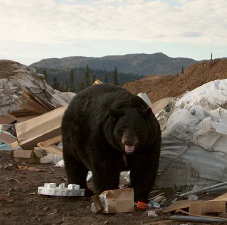 Imagen de Osos 1