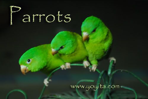 Imagen de Pajaros 36