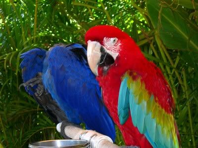 Imagen de Pajaros 37