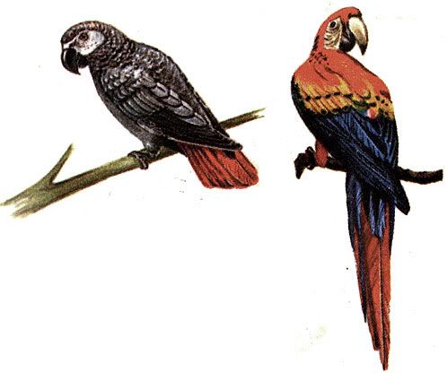 Imagen de Pajaros 39