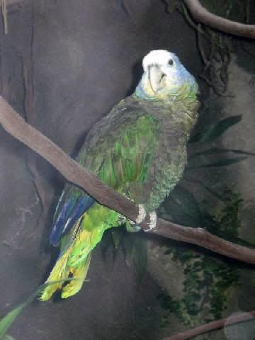 Imagen de Pajaros 40