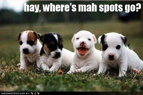 Imagen de Perritos 761