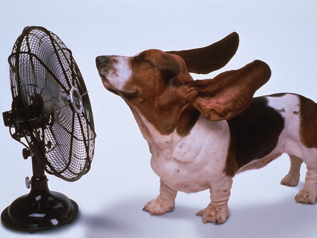 Imagen de Perritos 765