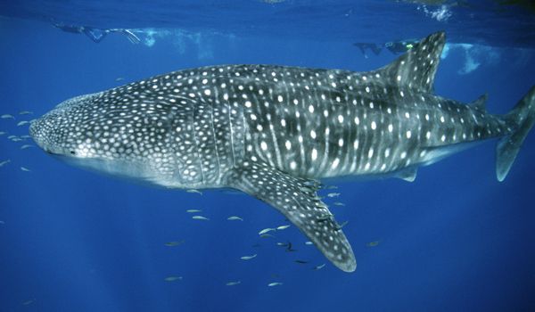 Imagen de Tiburones 47