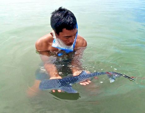 Imagen de Tiburones 48