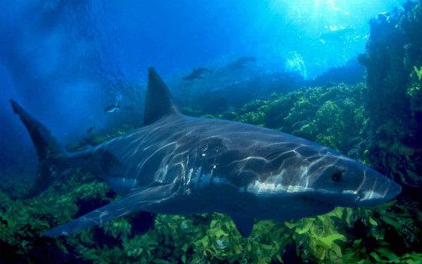 Imagen de Tiburones 50