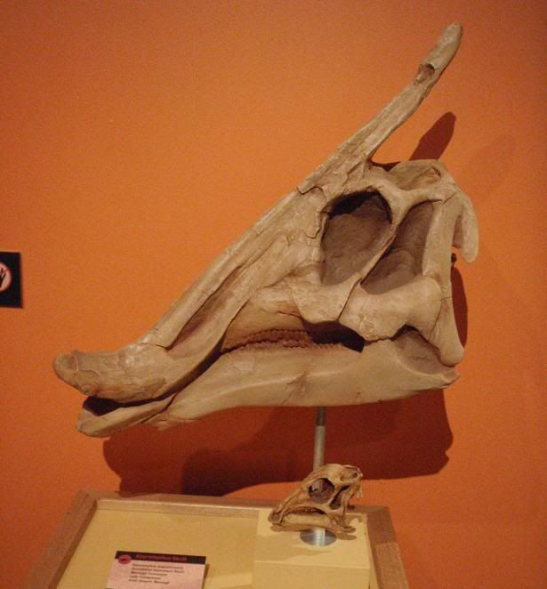 duckbilled hadrosaur