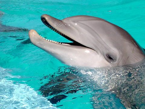Drunk Dolphin Pictures, Images and Photos